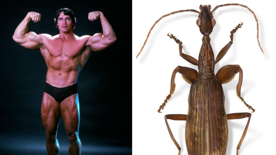 Arnold Schwarzenegger und ein Käfer mit dicken Beinen.