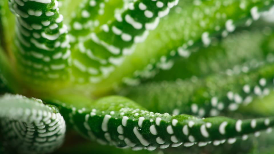 Gesundheit - Aloe Vera: Das lukrative Geschft mit der Wstenpflanze -  Kassensturz Espresso - SRF