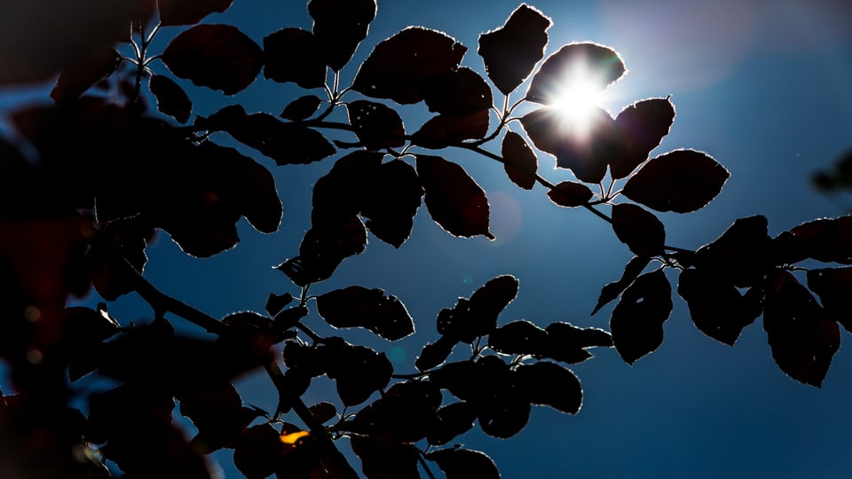 Moon shines through leaves.