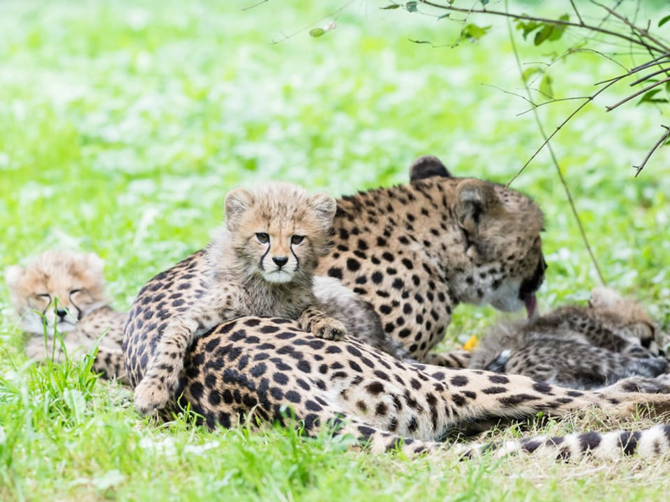 Drei Gepardenkinder bei ihrer Mutter.