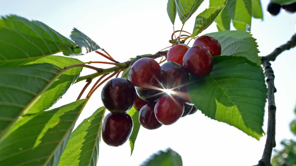 Reife Kirschen Dunkelrote Kirschen.
