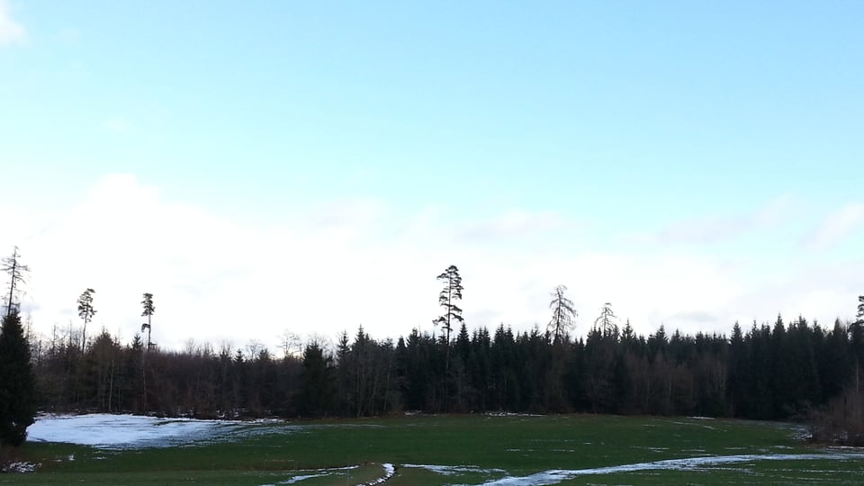 Eine Wiese am Waldrand, rechts mit Schnee, links ohne Schnee.