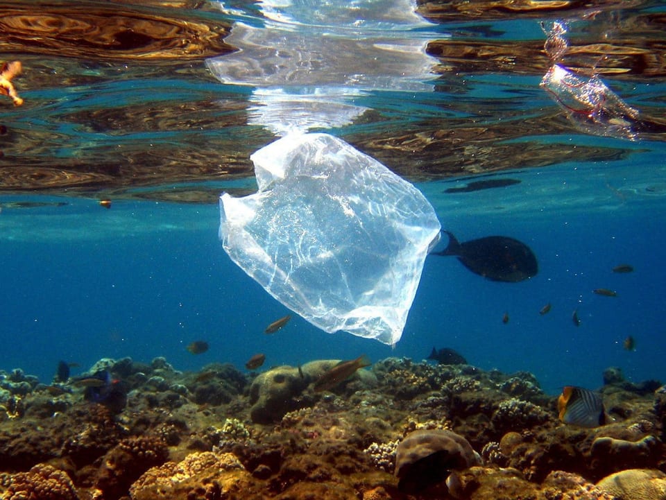Transparenter Plastiksack schwebt über Korallenriff im Roten Meer.