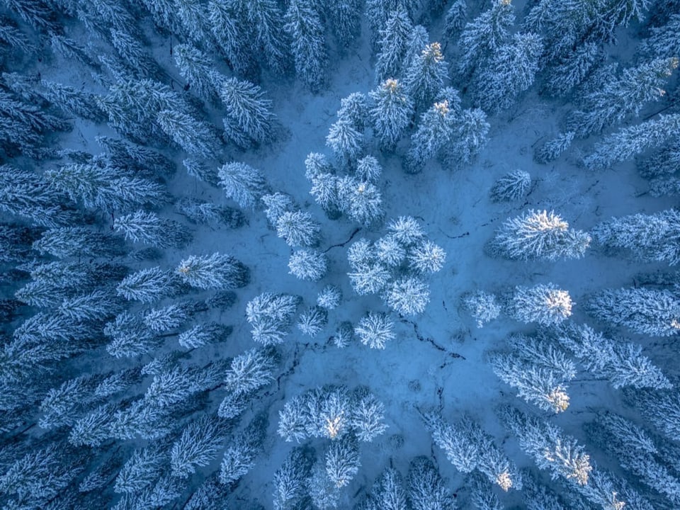 Blick von oben auf frisch verschneite Tannen.