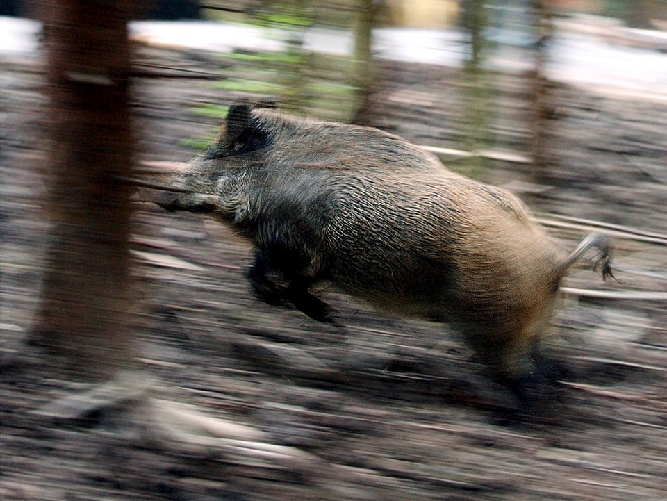 Wildschwein rennt durch einen Wald