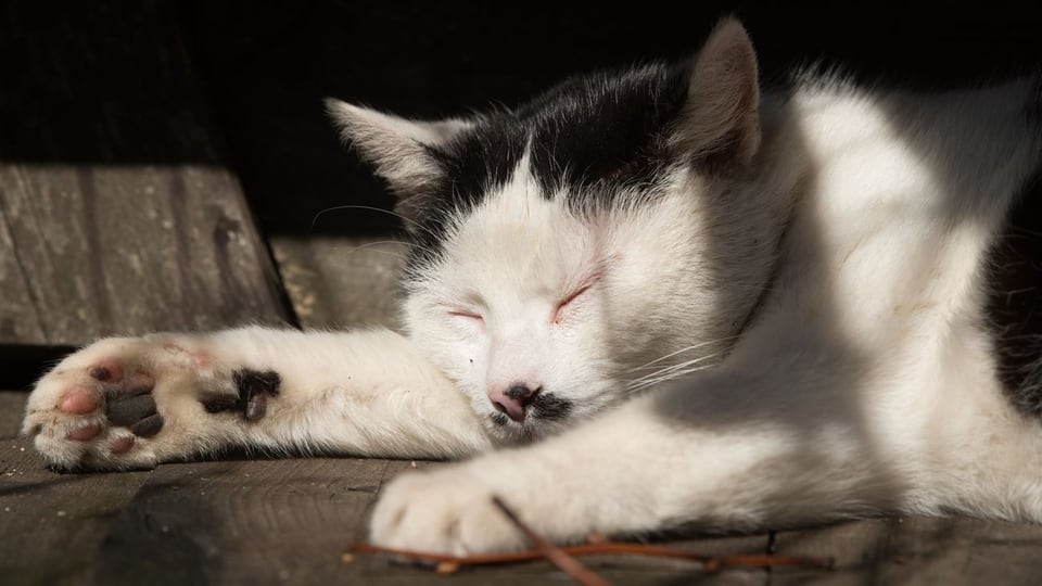 Eine Katze schläft.