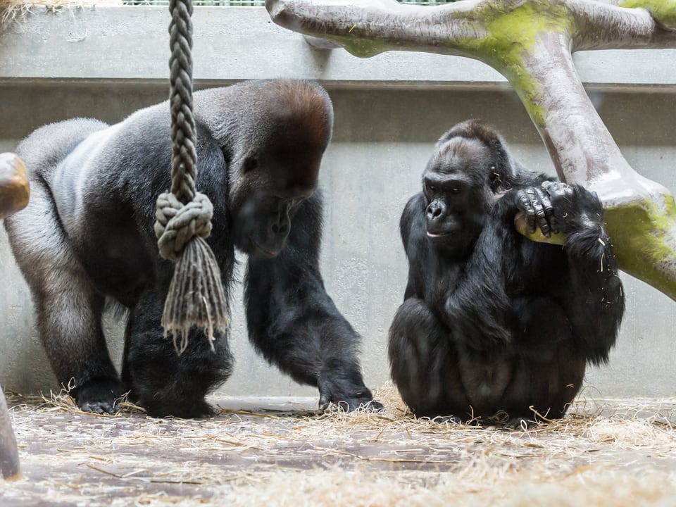M'Tongè und Gorillaweibchen Quarta beim stillen Miteinander im Gehege des Basler Zoos.