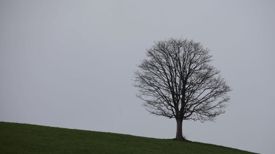 Einsamer Baum auf grüner Wiese mit Himmel im Hintergrund. 
