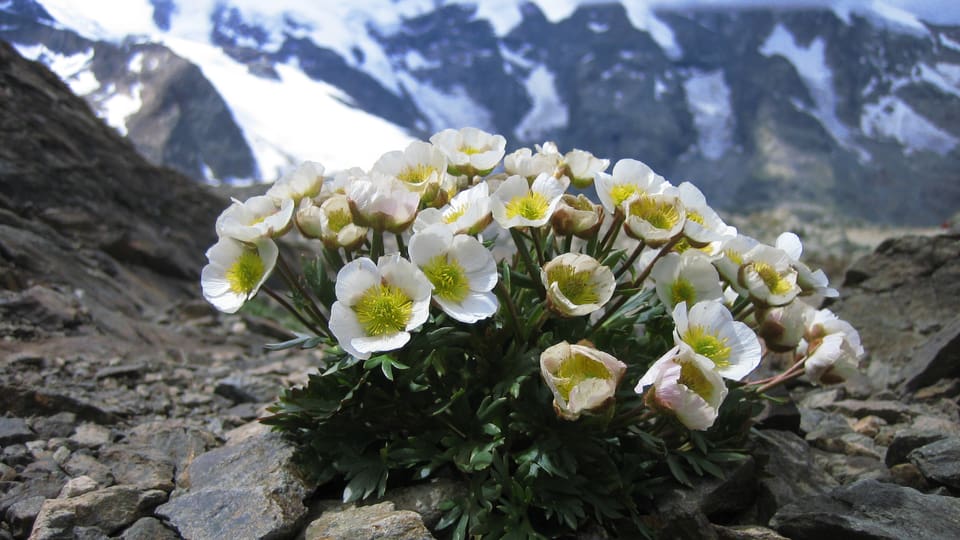 Der Gletscherhahnenfuss ist eine typische hochalpine Pflanze, die in den meisten Gebirgsregionen Europas vorkommt. 