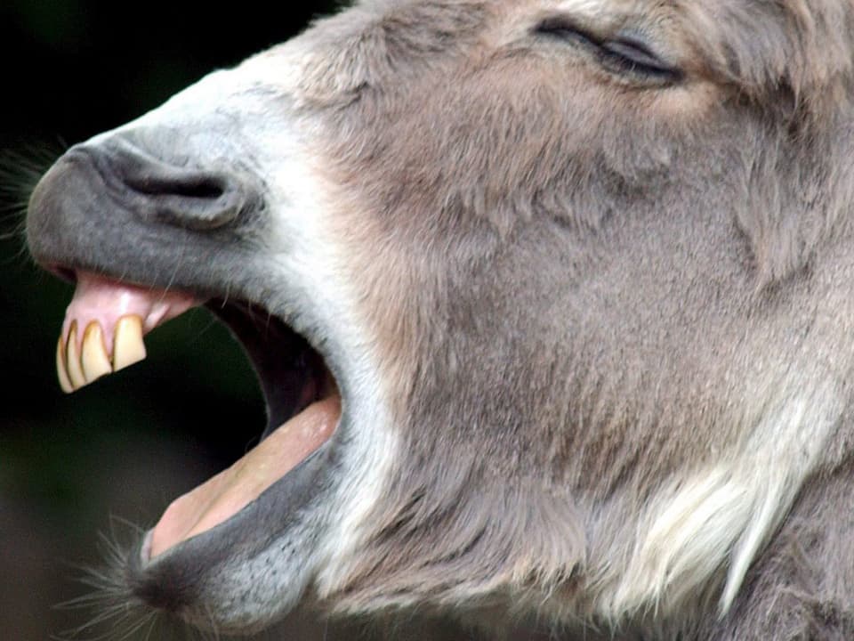 Ein Esel zeigt beim Wiehern mit weit aufgerissenem Maul seine Zähne.