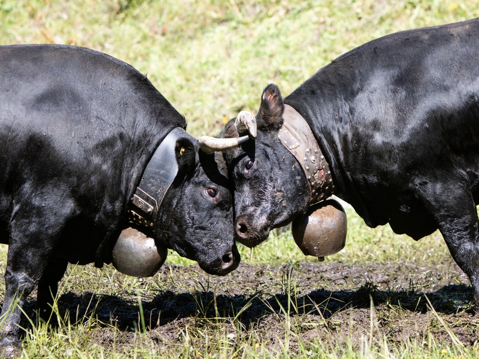 Zwei schwarze, kämpfende Kühe.
