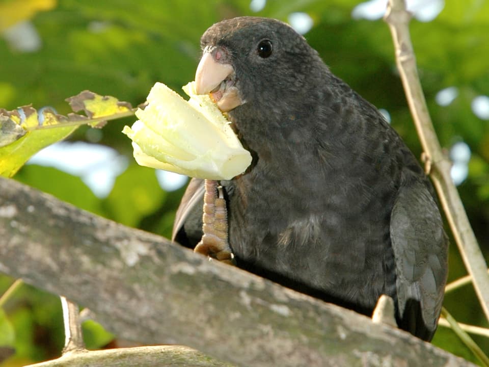 Der Grosse Vasapapagei hat im Gegensatz zu den meisten anderen Papageienarten eine schöne Stimme.