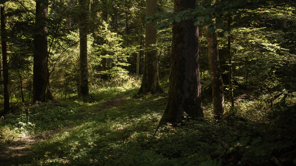 Wald in Konolfingen.