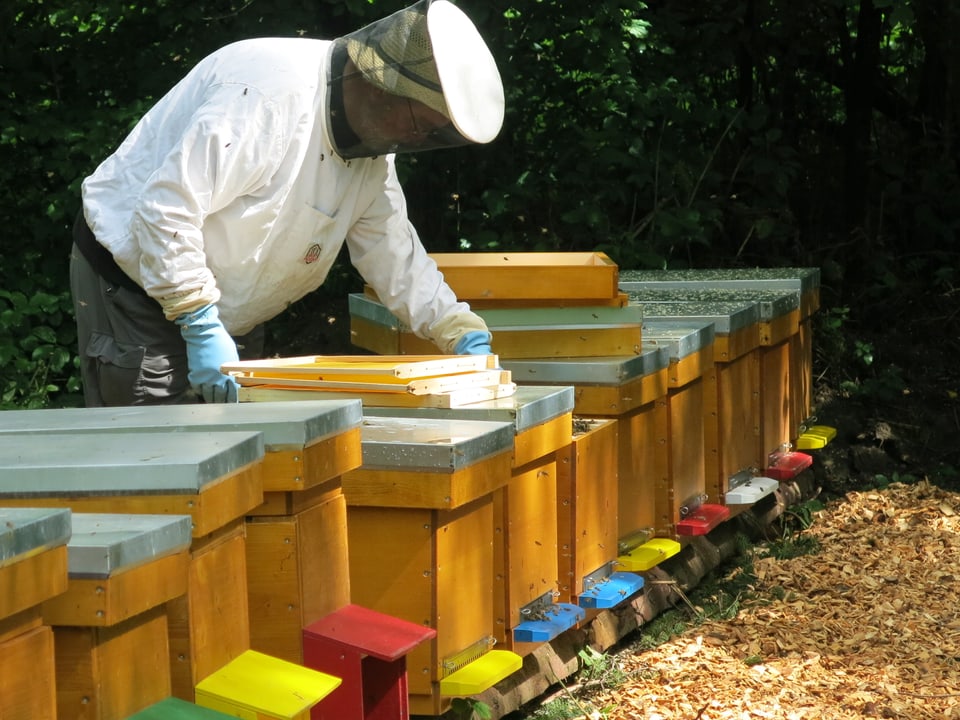 Werner Schläfli schaut in einen Bienenkasten.