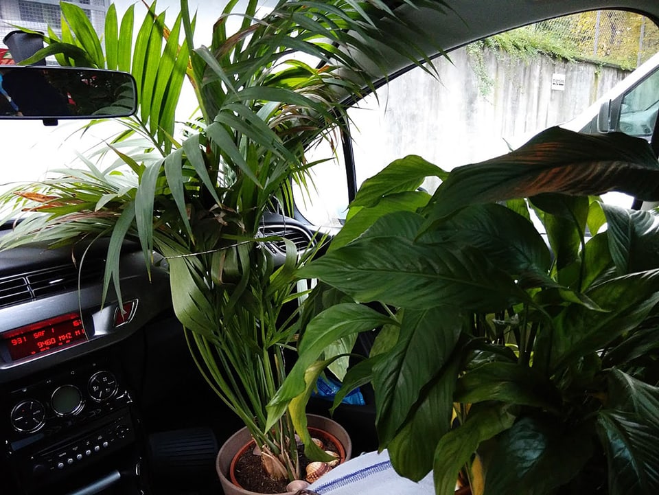Zimmerpflanzen in einem Auto.