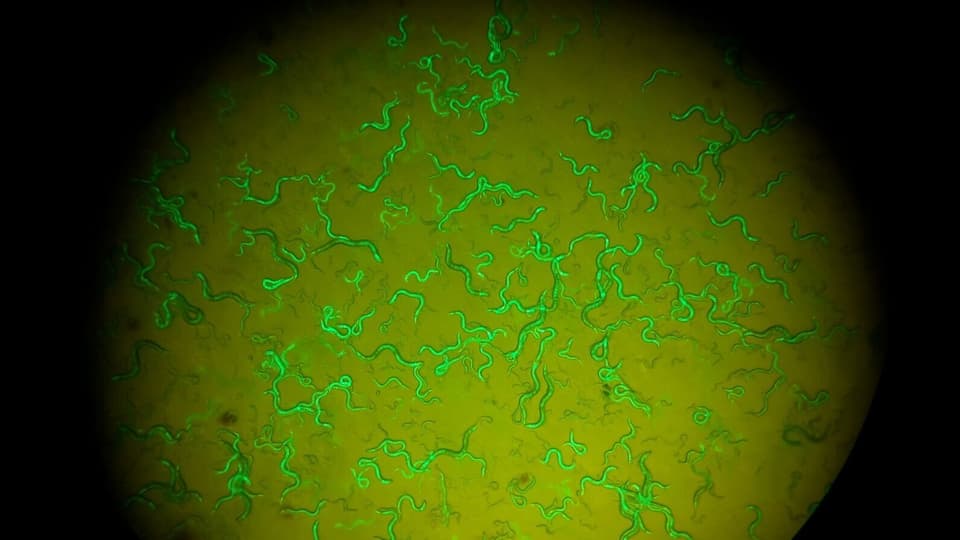 Würmer leuchten grün unter Mikroskop