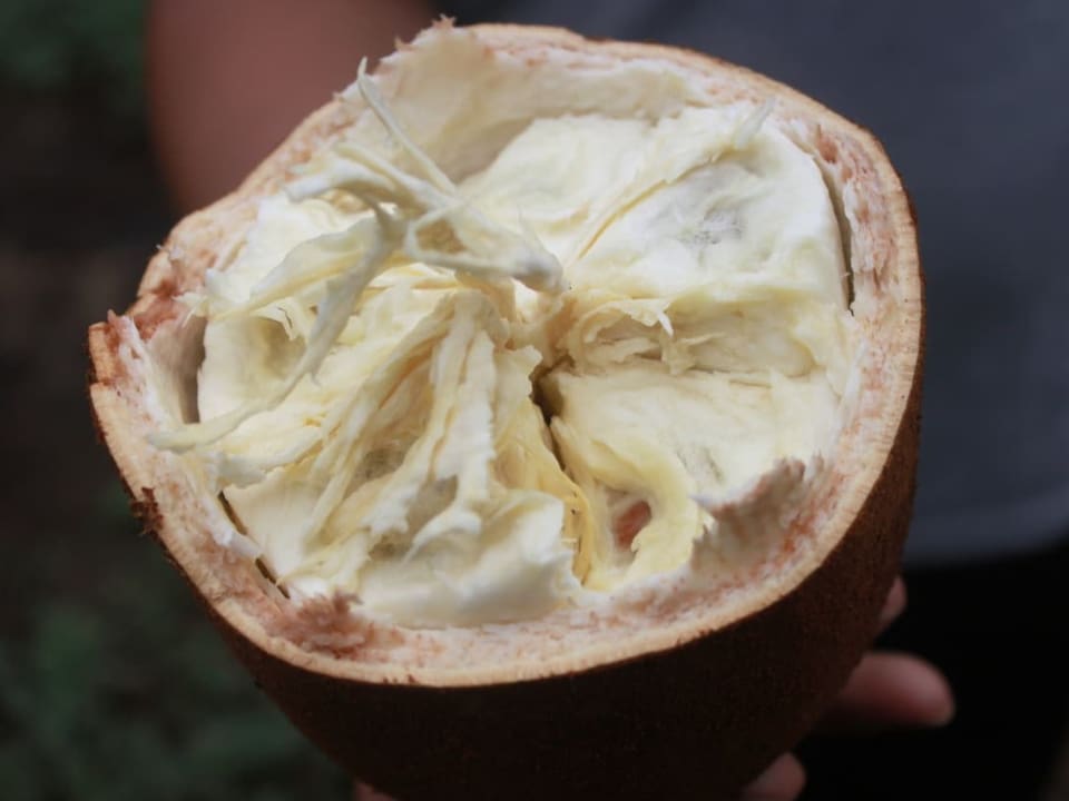 Geöffnete Copoazu-Frucht.