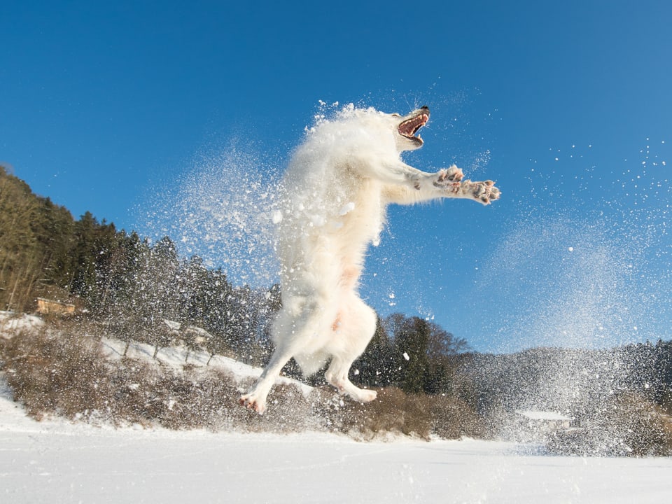 Ein schnee-weisser Hund springt in die Luft und schnappt nach Schnee. Der Himmel ist stahlblau.