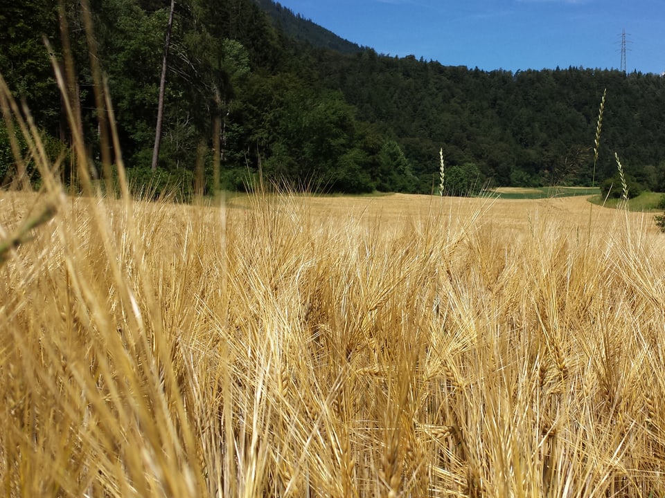 Goldenes Weizenfeld an einem sonnigen Tag.