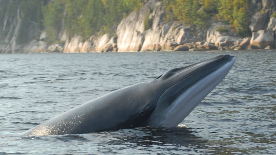 Ursula Tscherter beobachte die Zwergwale vor allem im St. Lorenz Strom an der Ostküste Kanadas.