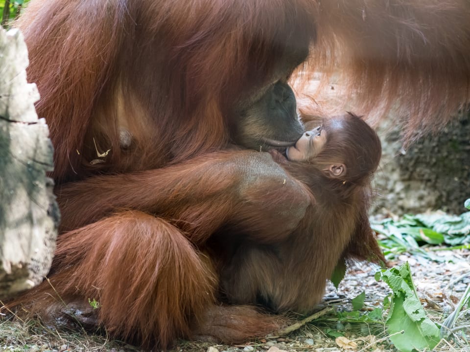 Das Orang-Utan-Baby bei ihrer Mutter