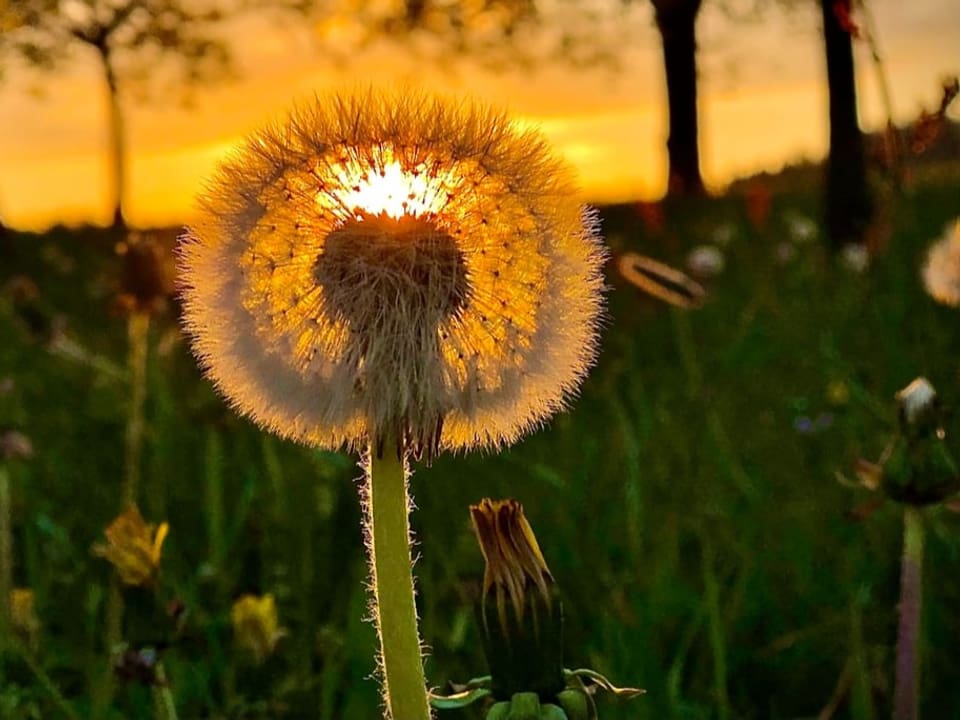 Pusteblume in Grossaufnahme bei Sonnenuntergang mit gelbem Himmel