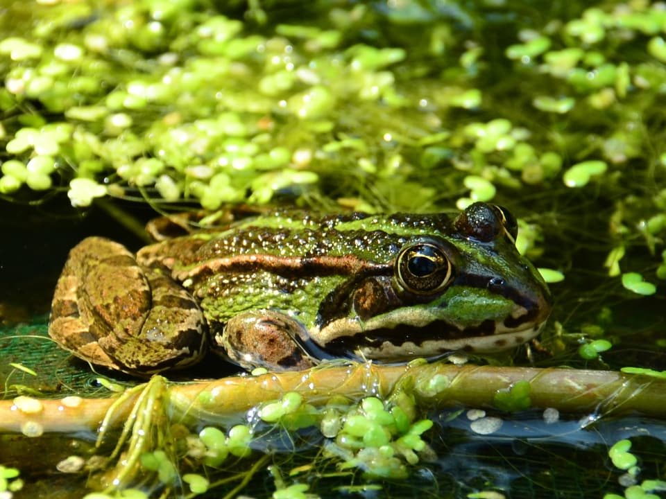Bild in grünen Tönen mit einem Frosch im Gartenteich mit vielen runden Wasserlinsen. 