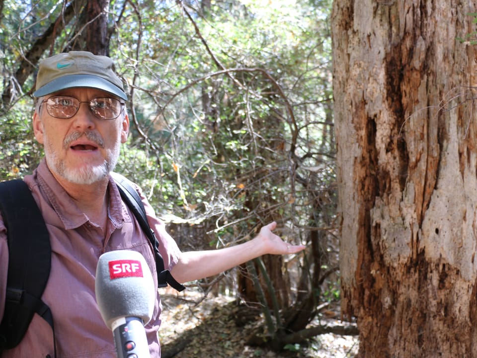 Ein Mann mit Hut und Brille zeigt auf einen abgestorbenen Baum.