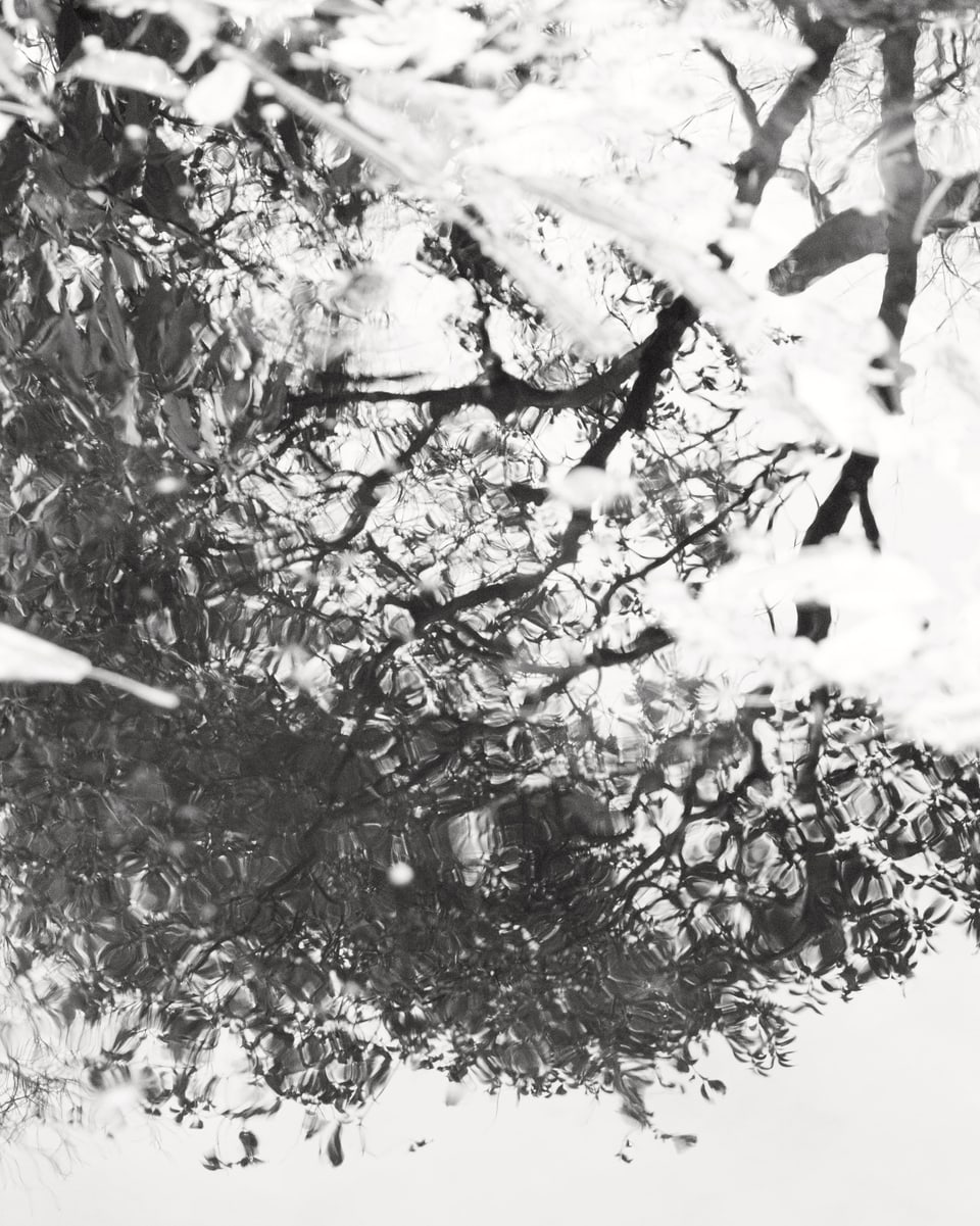 Schwarzweissbild einer Wasseroberfläche, in der sich ein Baum spiegelt