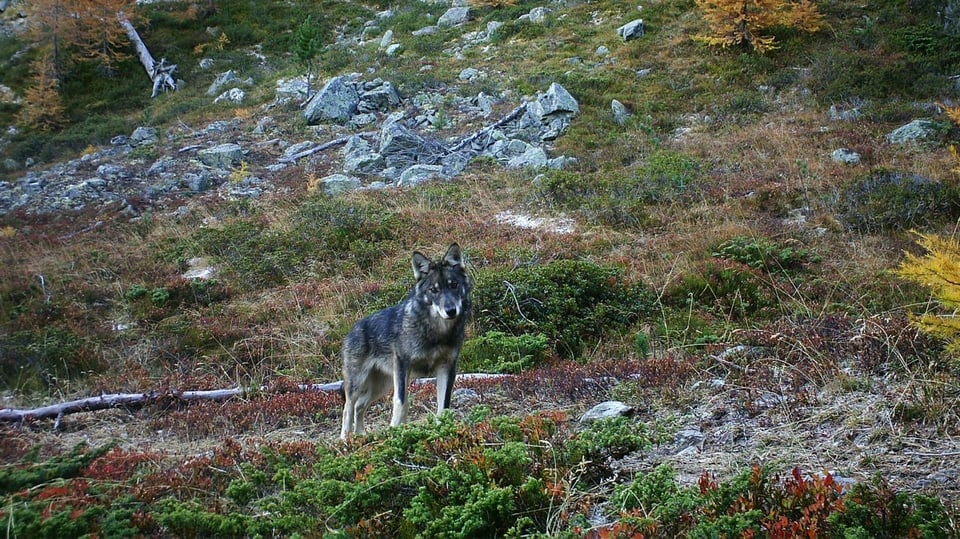 Ein Wolf im Oberwallis, aufgenommen durch eine Fotofalle der Gruppe Wolf Schweiz