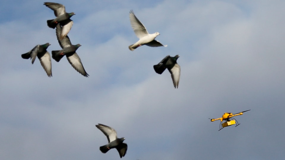 «Paketkopter» der Deutschen Post DHL in der Luft, sechs Tauben fliegen in der Nähe der Drohne.