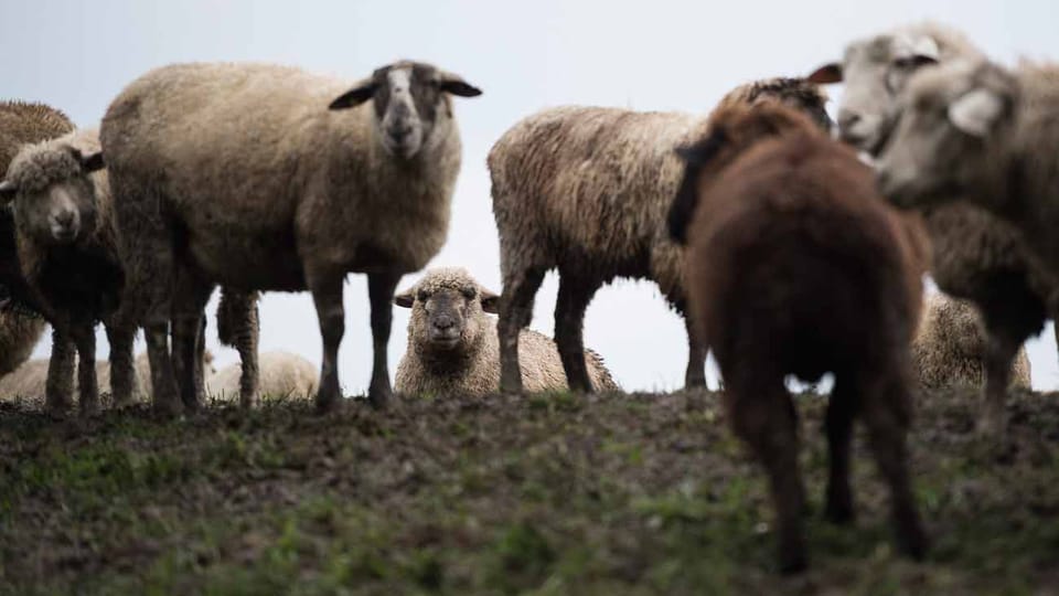Ostschweiz Kadaver im Futter über 200 Schafe im Thurgau verendet