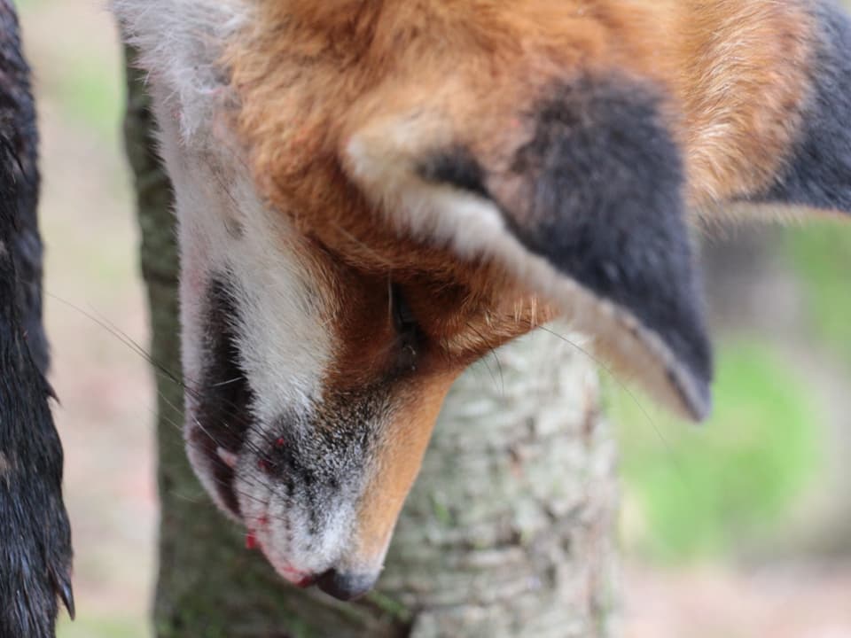 Schnauze eines toten, aufgehängten Fuchses. 