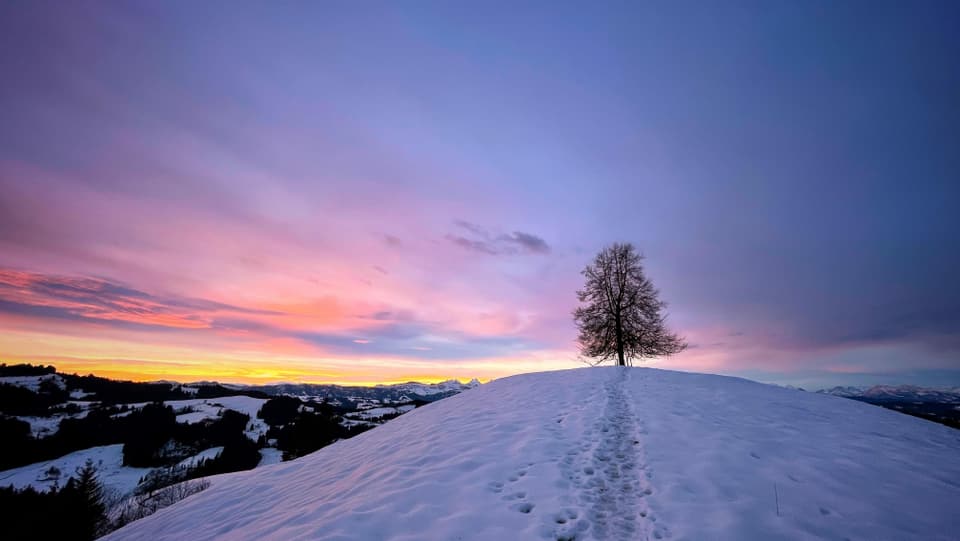 Ein Baum auf einer winterlichen Kuppe im Emmental.