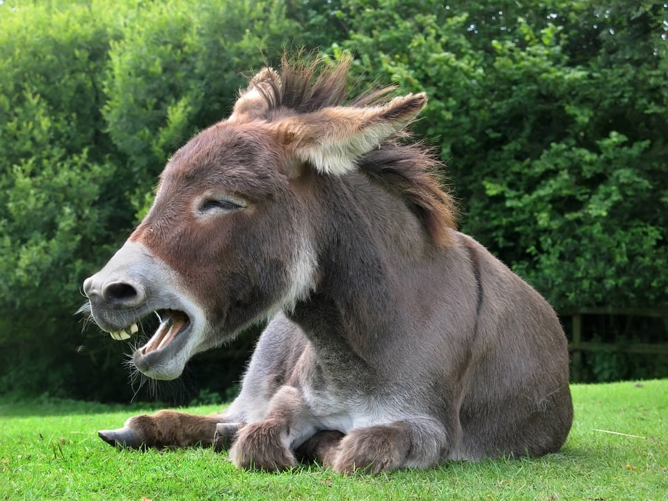 Ein Esel liegt auf der Wiese und wiehert.