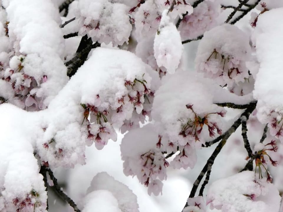 Schneelast auf den Kirschblüten
