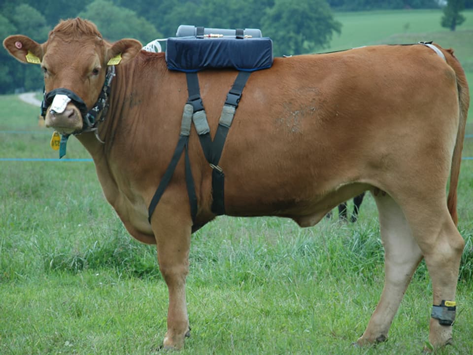 Eine Kuh auf der Weide trägt einen Rucksack.