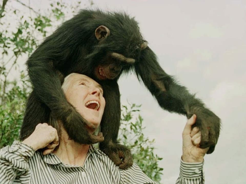 Frau, lachend mit Schimpansen auf Schultern