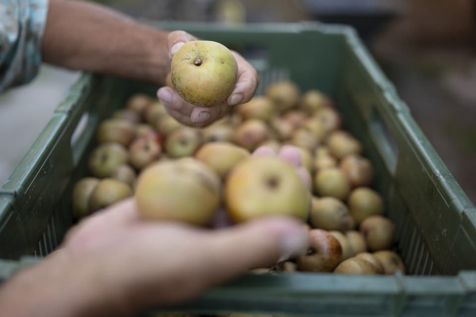 Apfelwissen Die Versteckte Suse Alles Uber Kohlenhydrate Im Apfelfeed