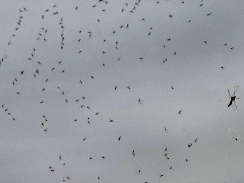 In Schwärmen sorgen die Stechmücken am Bodensee für Ärger.