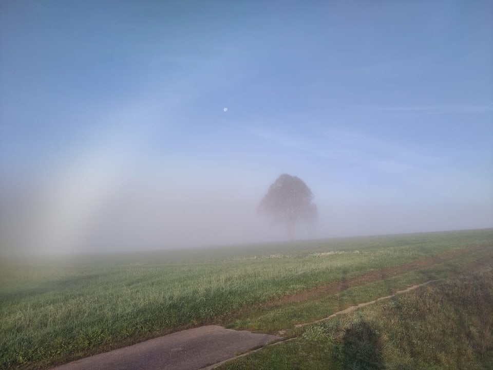 Nebelbogen über Feld