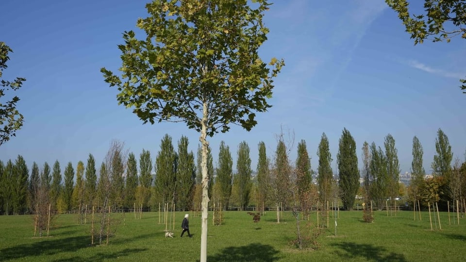 Bäume in Trucca-Park in Bergamo