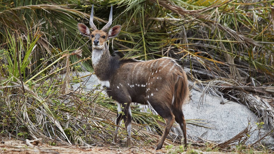 Eine Antilope mit weissen Flecken steht vor einem Gebüsch