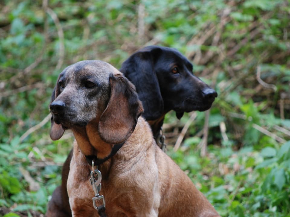 Zwei Jagdhunde sitzen auf Waldboden. 