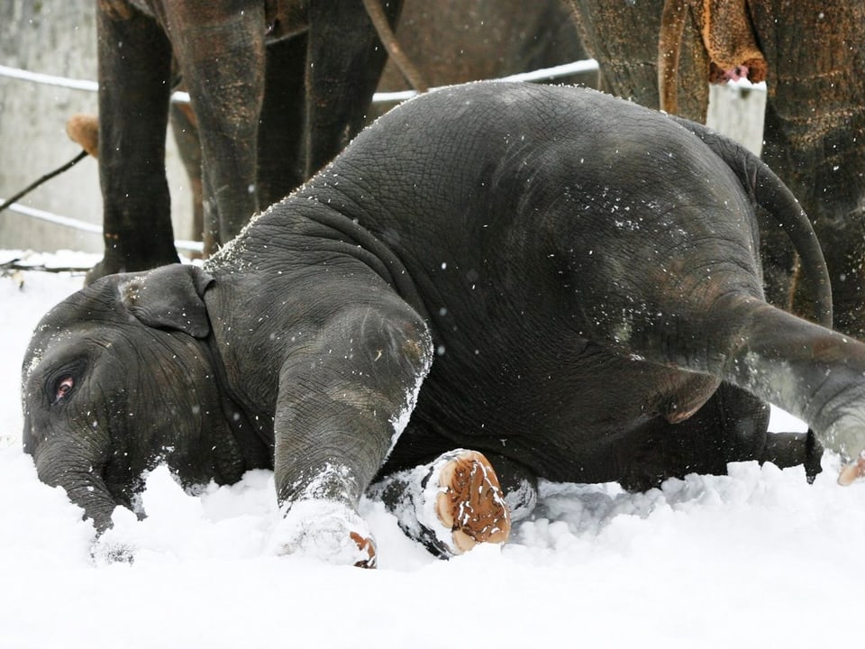 Ein Elefanten Junges wälzt sich im Schnee bei eisiger Kälte.