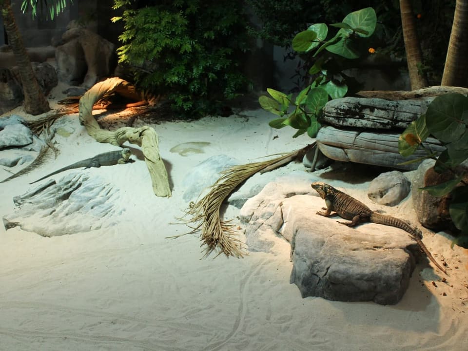 Gehege. Auf einem Felsen sitzt ein Leguan und ein zweiter Leguan sitzt im Sand