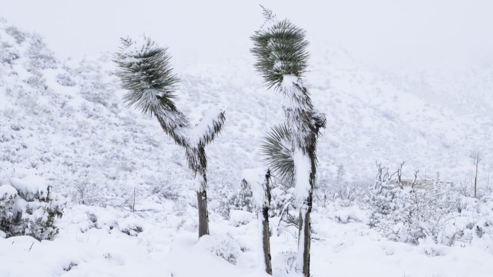 Yukka-Palmen im Schnee.