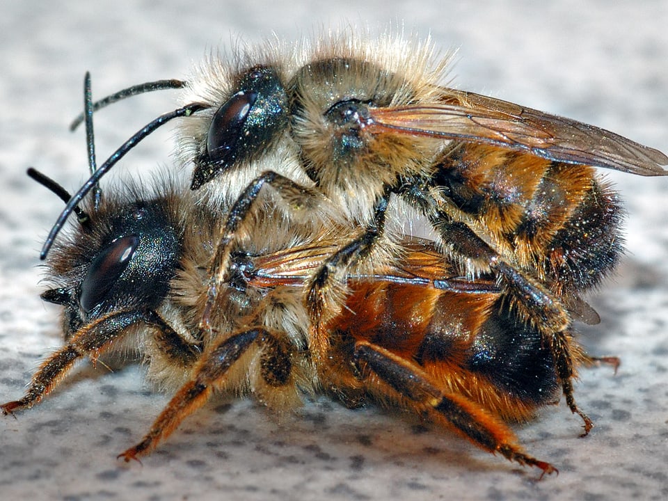 Zwei Mauerbienen