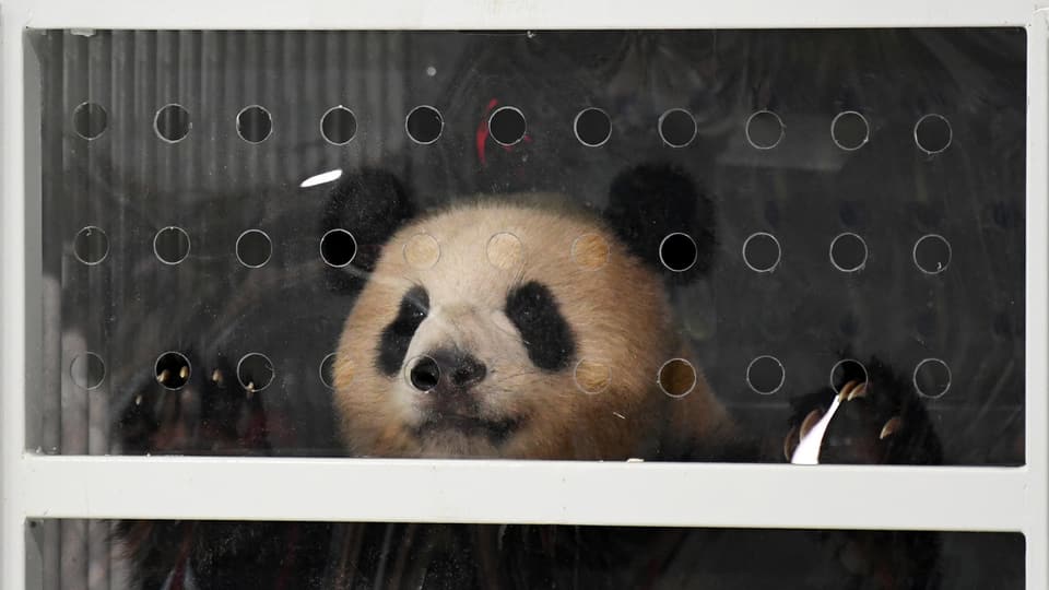 Chinas Panda-Diplomatie
