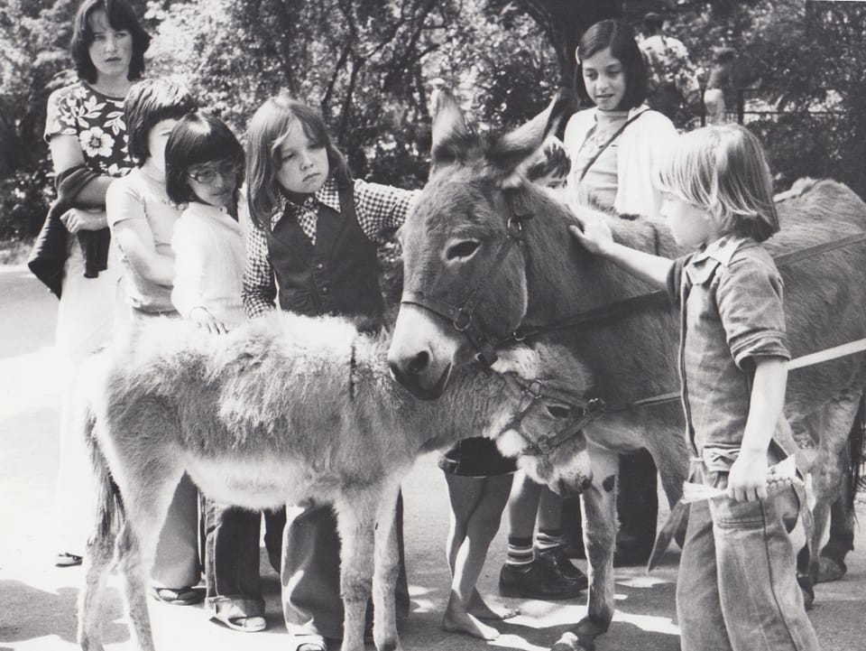 Viele Kinder um einen Esel rum. Sie streicheln das Tier. Historiscvhes schwarz-weiss Bild.